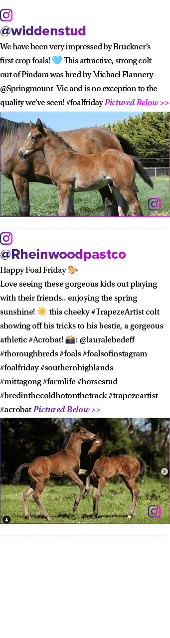 ￼ @widdenstud We have been very impressed by Bruckner’s first crop foals! 🩵 This attractive, strong colt out of Pind...