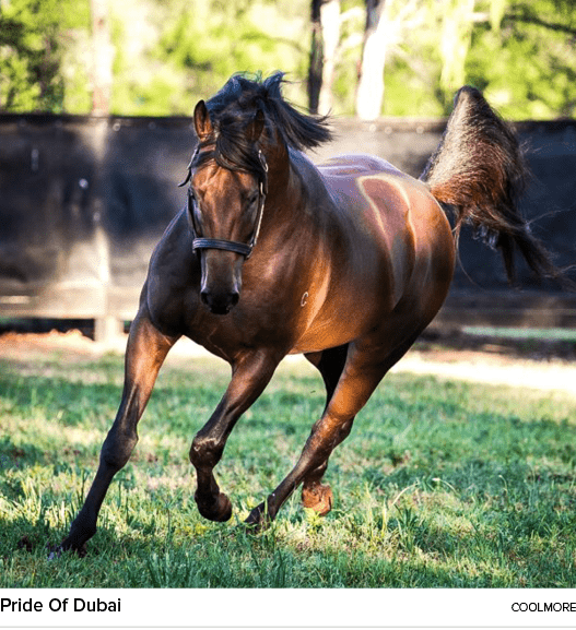 Pride Of Dubai coolmor