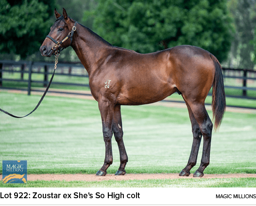 Lot 922: Zoustar ex She's So High colt magic million