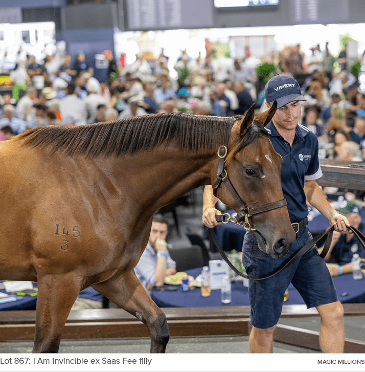 Lot 867: I Am Invincible ex Saas Fee filly magic million