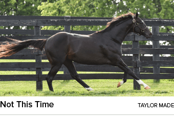 Not This Time taylor mad