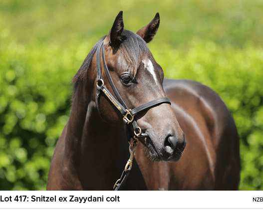Lot 417: Snitzel ex Zayydani colt NZ