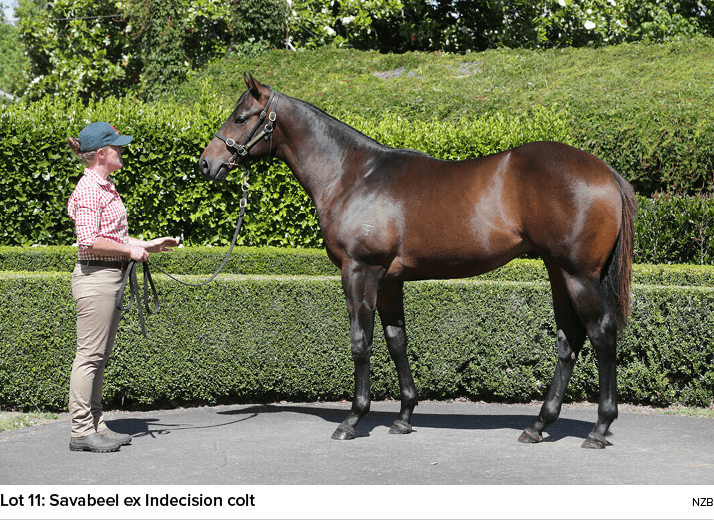 Lot 11: Savabeel ex Indecision colt NZ