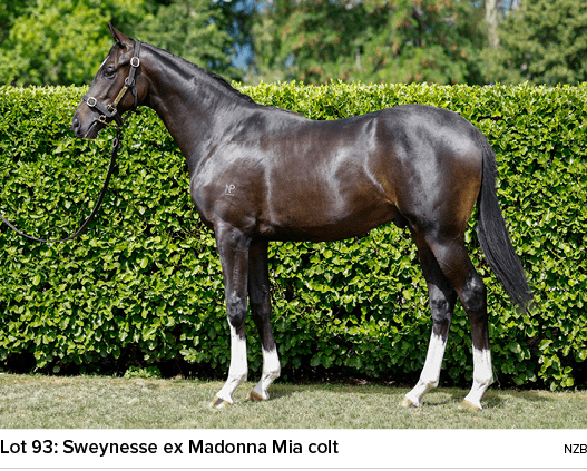 Lot 93: Sweynesse ex Madonna Mia colt nz