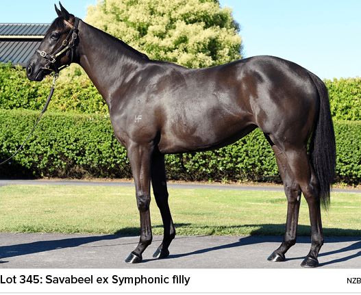 Lot 345: Savabeel ex Symphonic filly nz