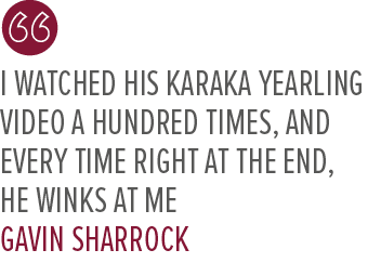 I watched his Karaka yearling video a hundred times, and every time right at the end, he winks at me Gavin Sharroc