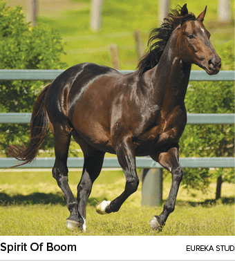 Spirit Of Boom eureka stu