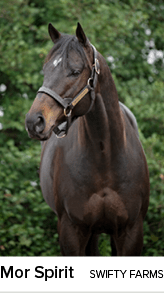 Mor Spirit swifty farm