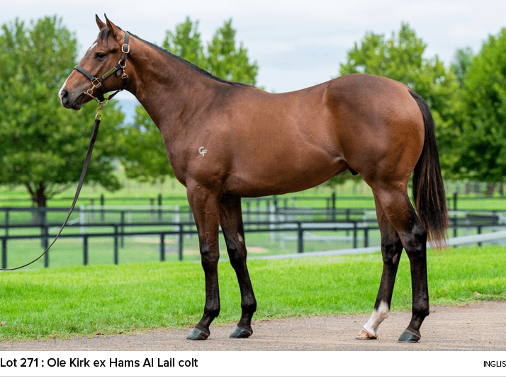 Lot 271 : Ole Kirk ex Hams Al Lail colt ingli