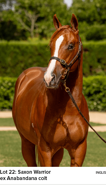 Lot 22: Saxon Warrior inglis ex Anabandana colt