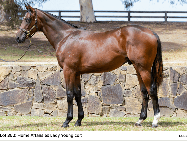 Lot 362: Home Affairs ex Lady Young colt ingli