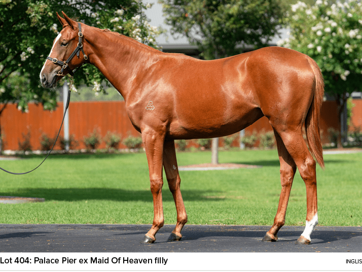 Lot 404: Palace Pier ex Maid Of Heaven filly ingli