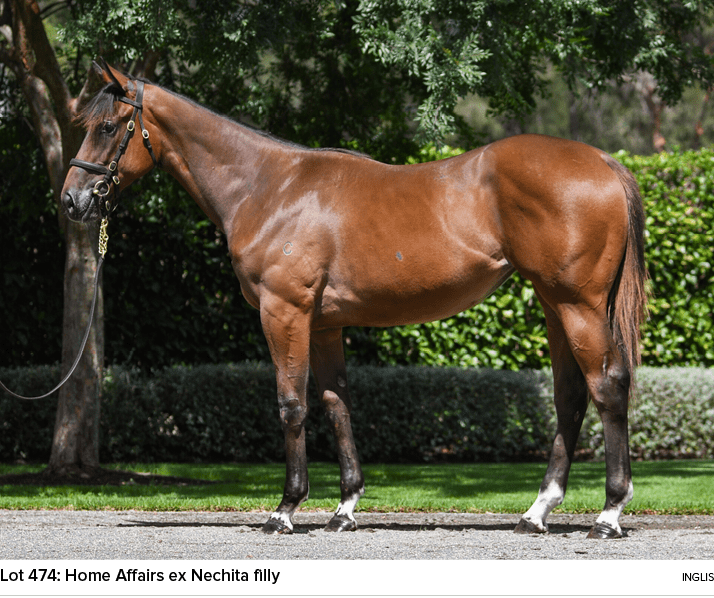 Lot 474: Home Affairs ex Nechita filly ingli