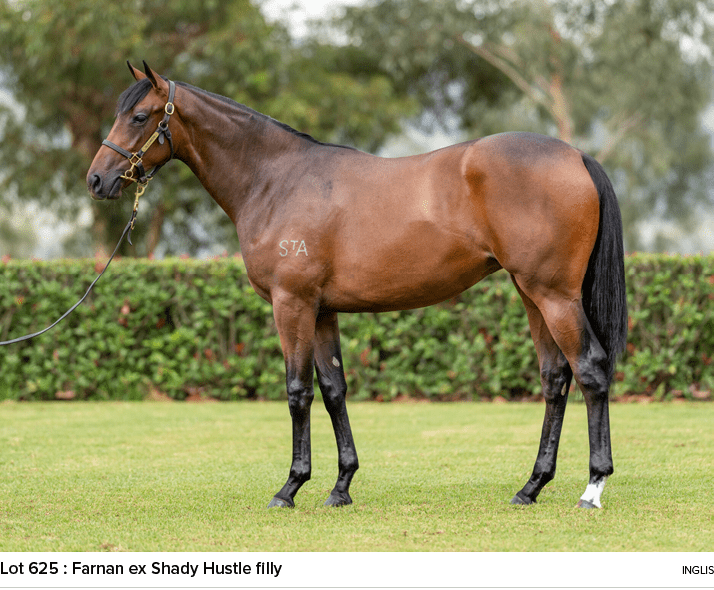 Lot 625 : Farnan ex Shady Hustle filly ingli