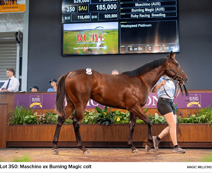 Lot 350: Maschino ex Burning Magic colt Magic Million