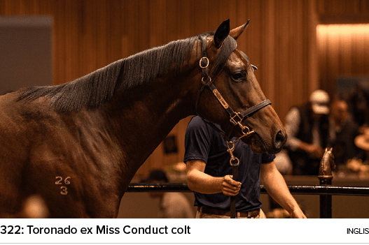 322: Toronado ex Miss Conduct colt ingli