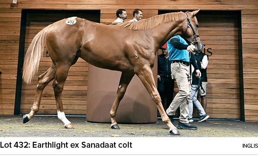 Lot 432: Earthlight ex Sanadaat colt ingli