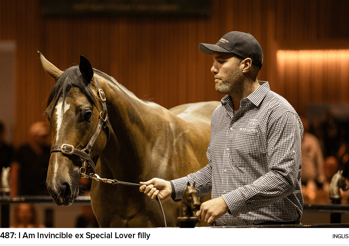 487: I Am Invincible ex Special Lover filly ingli