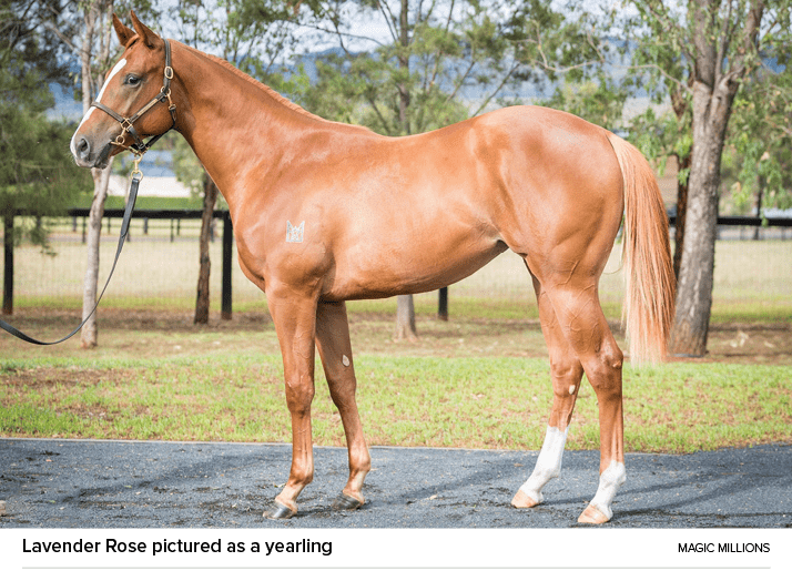 Lavender Rose pictured as a yearling magic million