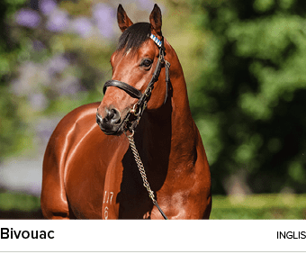 Bivouac ingli
