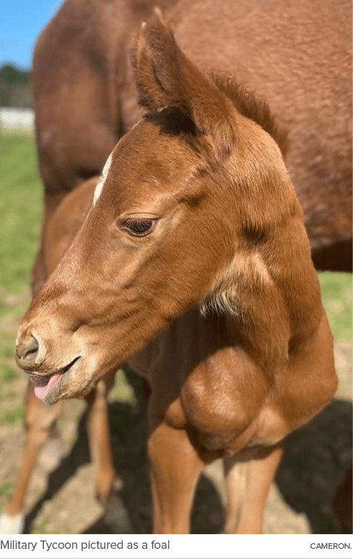 Military Tycoon pictured as a foal cameron
