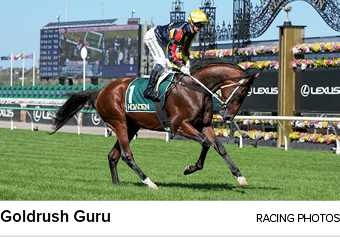 Goldrush Guru racing photo