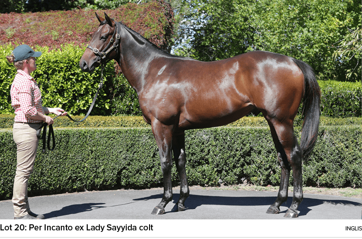 Lot 20: Per Incanto ex Lady Sayyida colt ingli