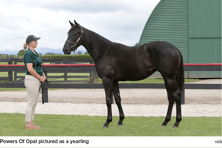 Powers Of Opal pictured as a yearling nz