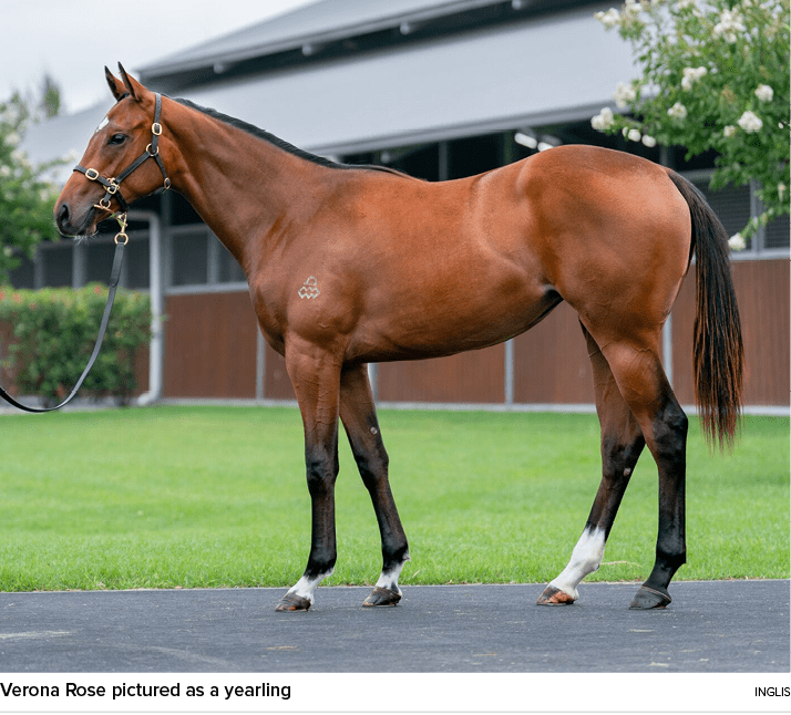 Verona Rose pictured as a yearling ingli