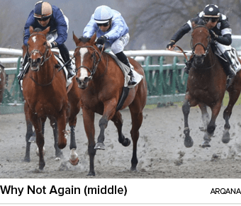 Why Not Again (middle) Arqan