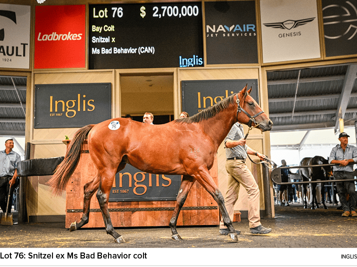 Lot 76: Snitzel ex Ms Bad Behavior colt ingli