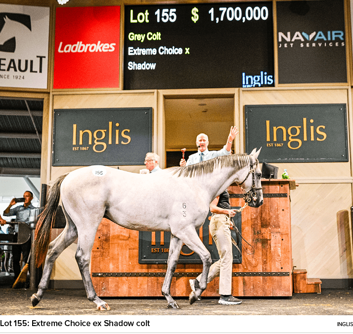 Lot 155: Extreme Choice ex Shadow colt ingli