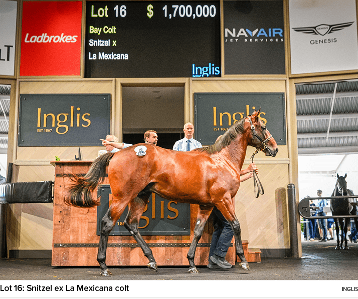 Lot 16: Snitzel ex La Mexicana colt ingli