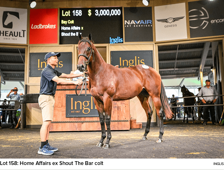 Lot 158: Home Affairs ex Shout The Bar colt ingli
