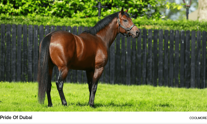 Pride Of Dubai Coolmor