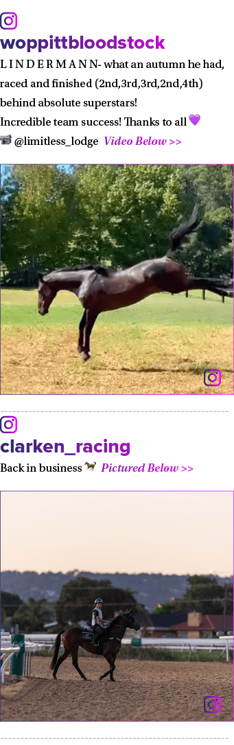 ￼ woppittbloodstock L I N D E R M A N N what an autumn he had, raced and finished (2nd,3rd,3rd,2nd,4th) behind absolu...