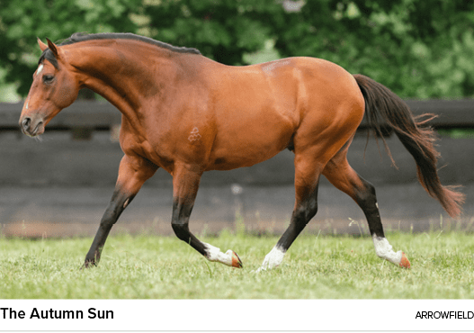 The Autumn Sun Arrowfiel