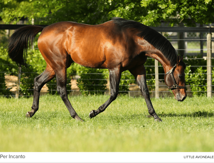 Per Incanto Little Avondal