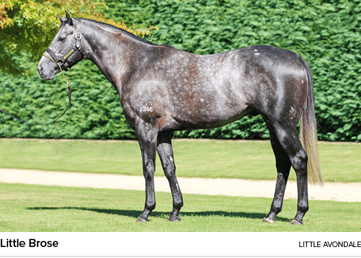 Little Brose Little Avondal