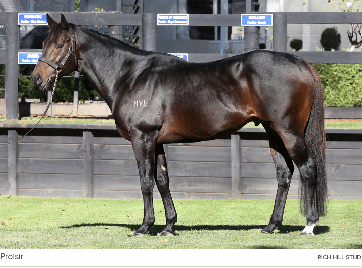 Proisir rich hill stu