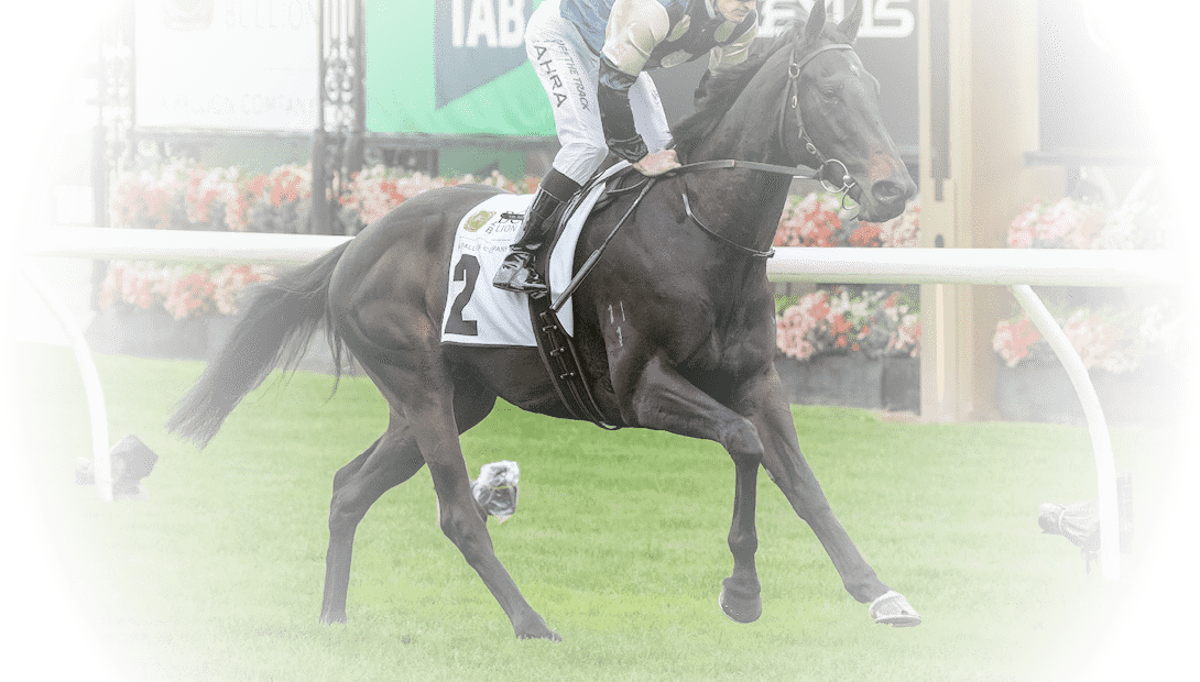 Sergeant Major (NZ) on the way to the barriers prior to the running of the ABC Bullion Super Impose Stakes at Flemington Racecourse on October 05, 2024 in Flemington, Australia. (Photo by George Sal/Racing Photos)