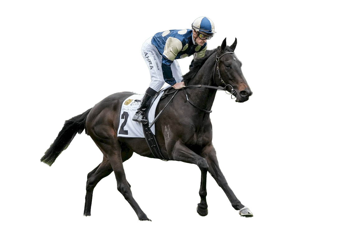 Sergeant Major (NZ) on the way to the barriers prior to the running of the ABC Bullion Super Impose Stakes at Flemington Racecourse on October 05, 2024 in Flemington, Australia. (Photo by George Sal/Racing Photos)