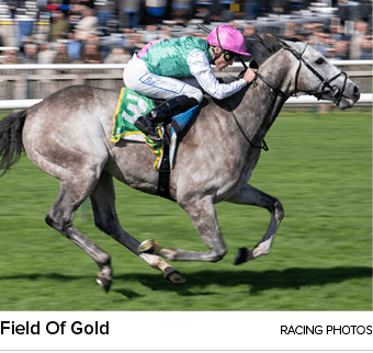 Field Of Gold racing photo