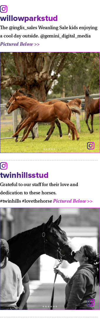 ￼ willowparkstud The @inglis_sales Weanling Sale kids enjoying a cool day outside. @gemini_digital_media Pictured Bel...