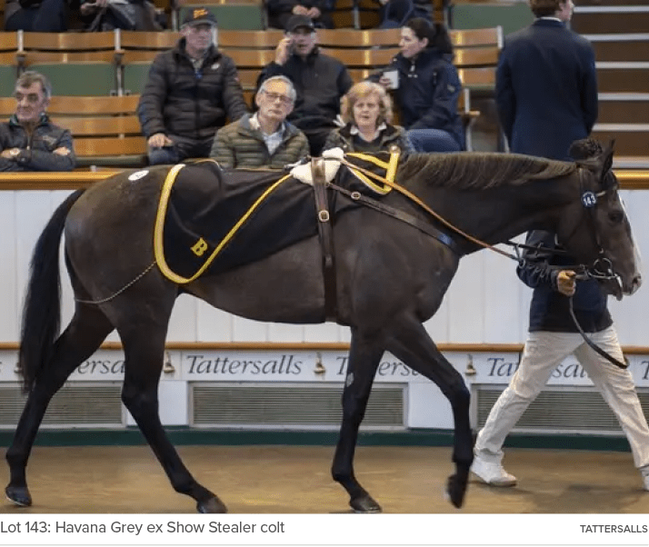 Lot 143: Havana Grey ex Show Stealer colt Tattersall