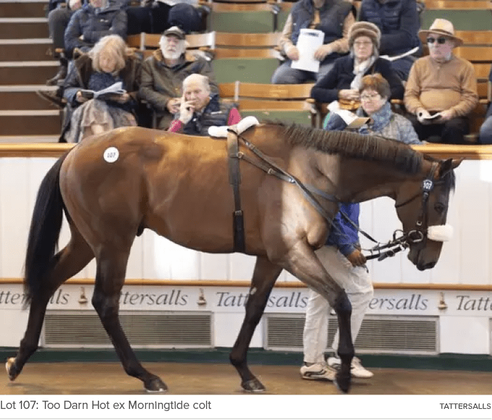Lot 107: Too Darn Hot ex Morningtide colt Tattersall
