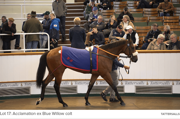 Lot 17: Acclamation ex Blue Willow colt Tattersall