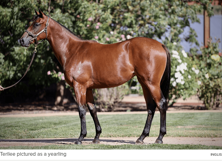 Terilee pictured as a yearling ingli