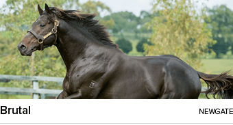 Brutal newgat