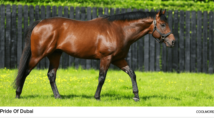 Pride Of Dubai coolmor